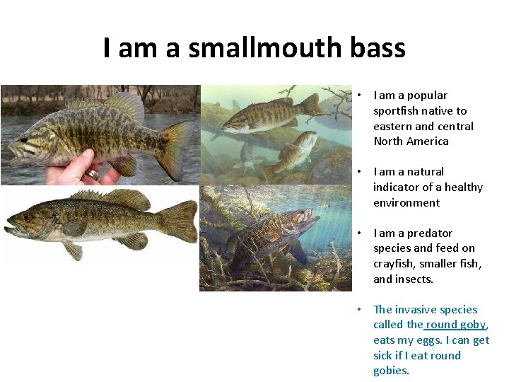 I am a smallmouth bass • I am a popular sportfish native to eastern