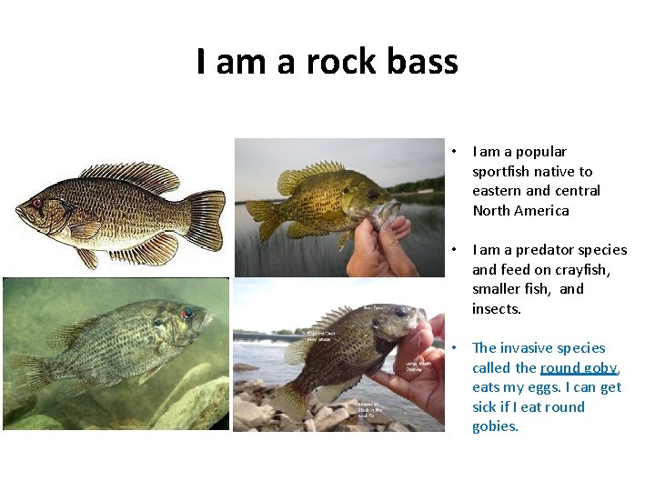 I am a rock bass • I am a popular sportfish native to eastern