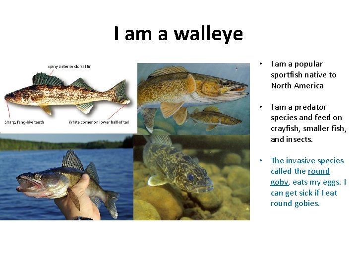 I am a walleye • I am a popular sportfish native to North America