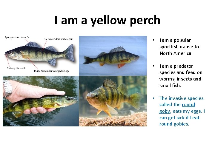 I am a yellow perch • I am a popular sportfish native to North