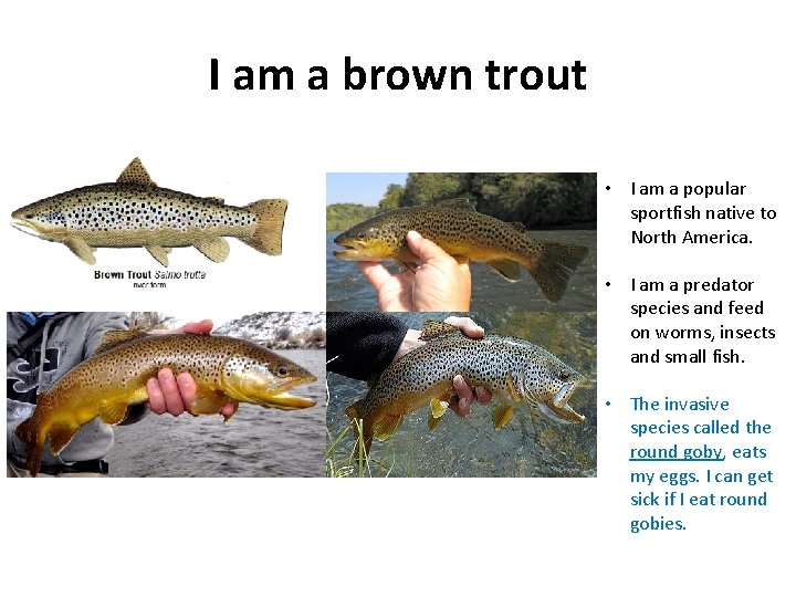 I am a brown trout • I am a popular sportfish native to North