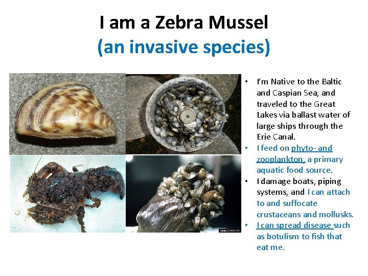 I am a Zebra Mussel (an invasive species) • I’m Native to the Baltic