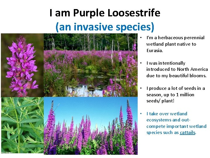 I am Purple Loosestrife (an invasive species) • I’m a herbaceous perennial wetland plant