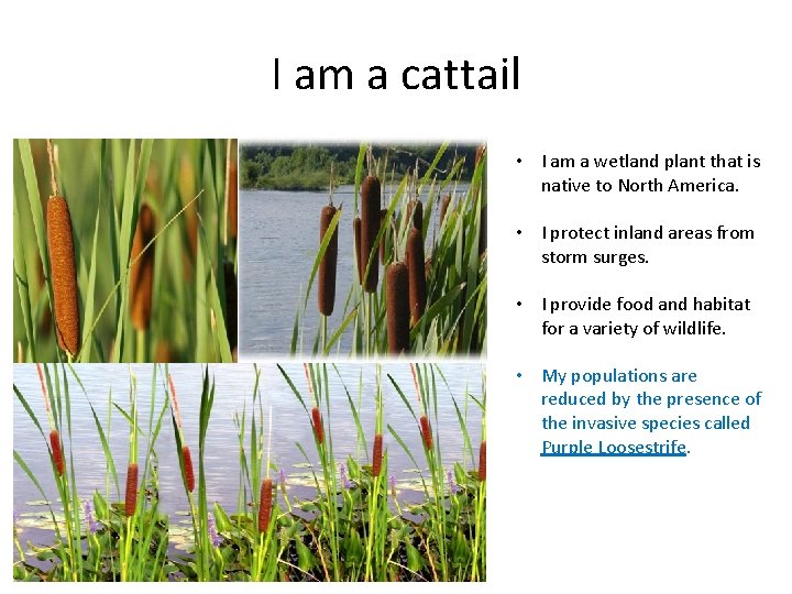 I am a cattail • I am a wetland plant that is native to