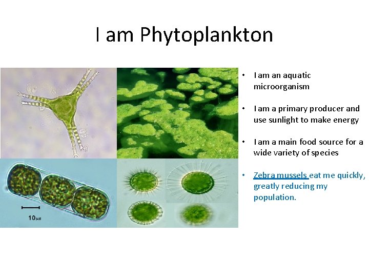 I am Phytoplankton • I am an aquatic microorganism • I am a primary