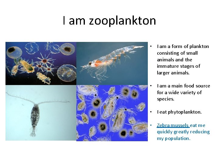 I am zooplankton • I am a form of plankton consisting of small animals