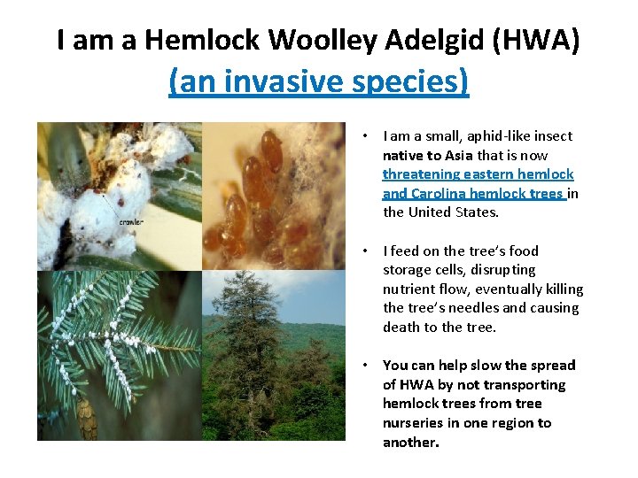 I am a Hemlock Woolley Adelgid (HWA) (an invasive species) • I am a