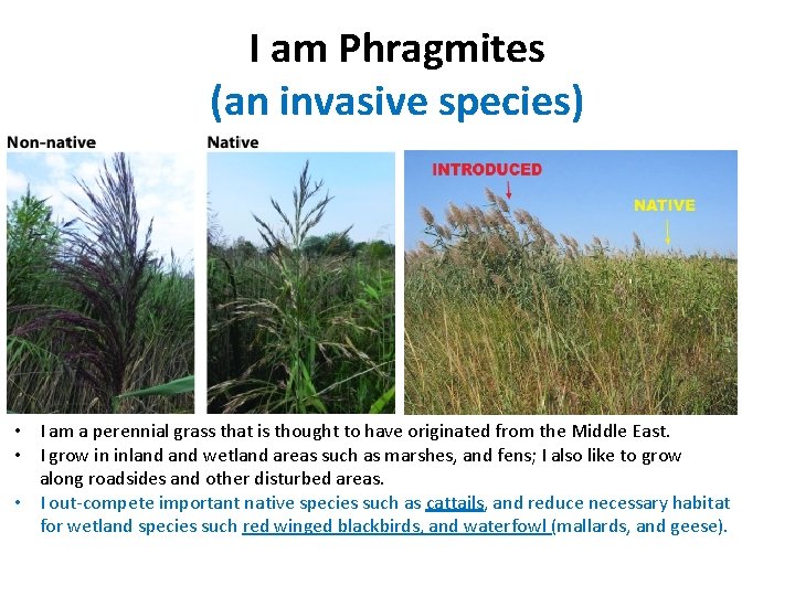 I am Phragmites (an invasive species) • I am a perennial grass that is