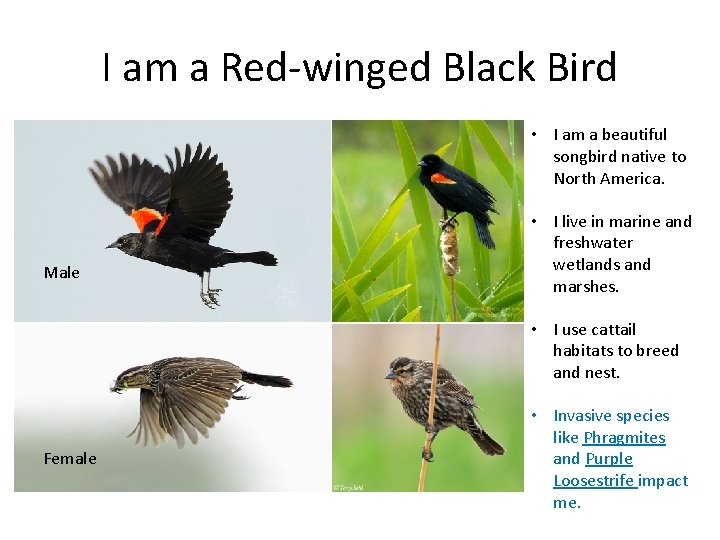 I am a Red-winged Black Bird • I am a beautiful songbird native to