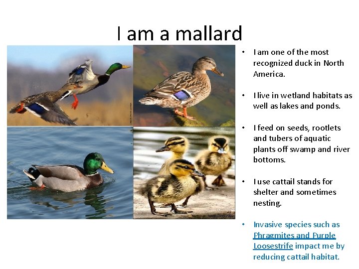 I am a mallard • I am one of the most recognized duck in