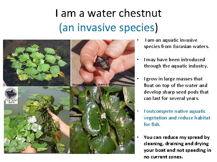 I am a water chestnut (an invasive species) • I am an aquatic invasive