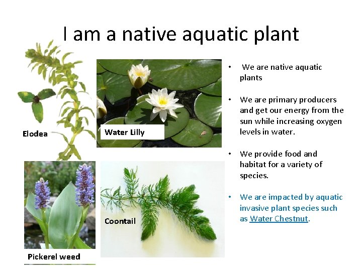 I am a native aquatic plant • Elodea Water Lilly We are native aquatic