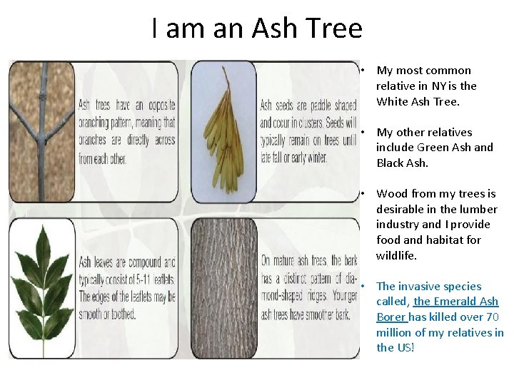 I am an Ash Tree • My most common relative in NY is the