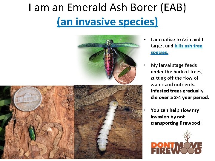 I am an Emerald Ash Borer (EAB) (an invasive species) • I am native
