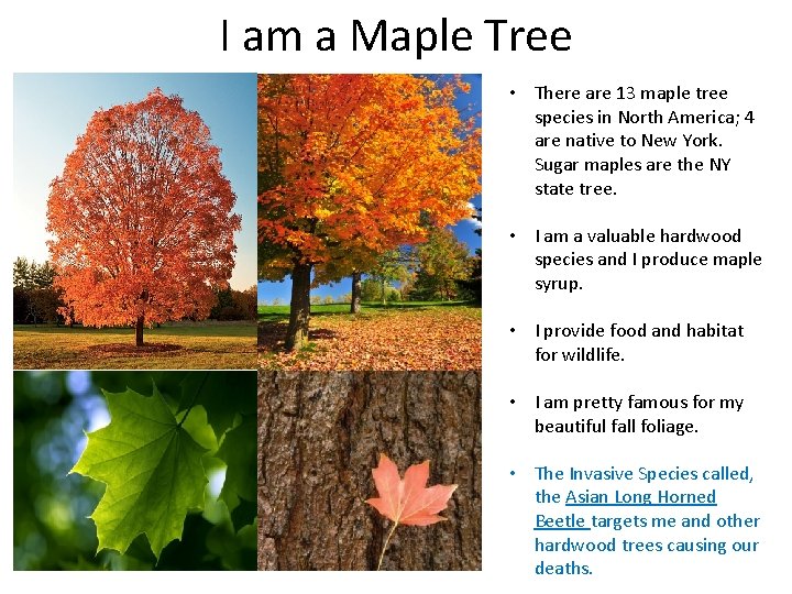 I am a Maple Tree • There are 13 maple tree species in North