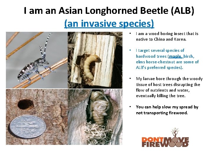 I am an Asian Longhorned Beetle (ALB) (an invasive species) • I am a