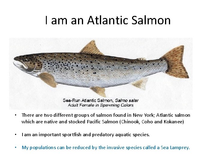 I am an Atlantic Salmon • There are two different groups of salmon found