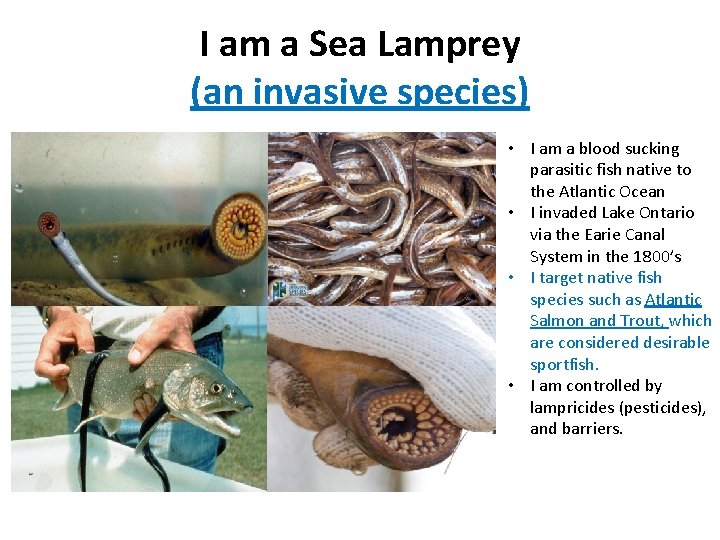 I am a Sea Lamprey (an invasive species) • I am a blood sucking