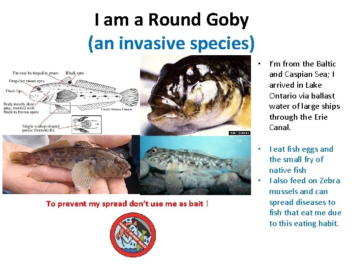 I am a Round Goby (an invasive species) • I’m from the Baltic and