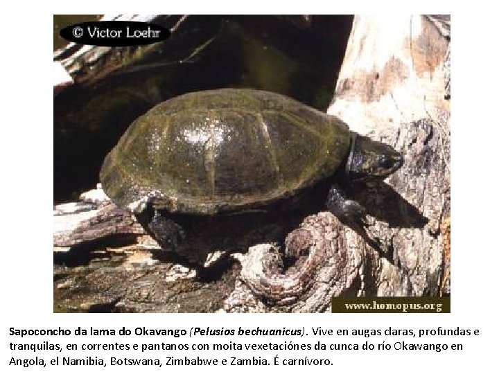 Sapoconcho da lama do Okavango (Pelusios bechuanicus). Vive en augas claras, profundas e tranquilas,