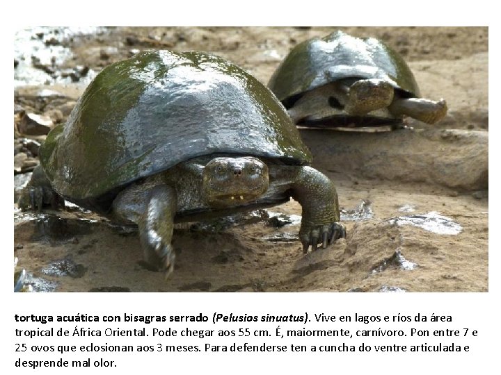 tortuga acuática con bisagras serrado (Pelusios sinuatus). Vive en lagos e ríos da área