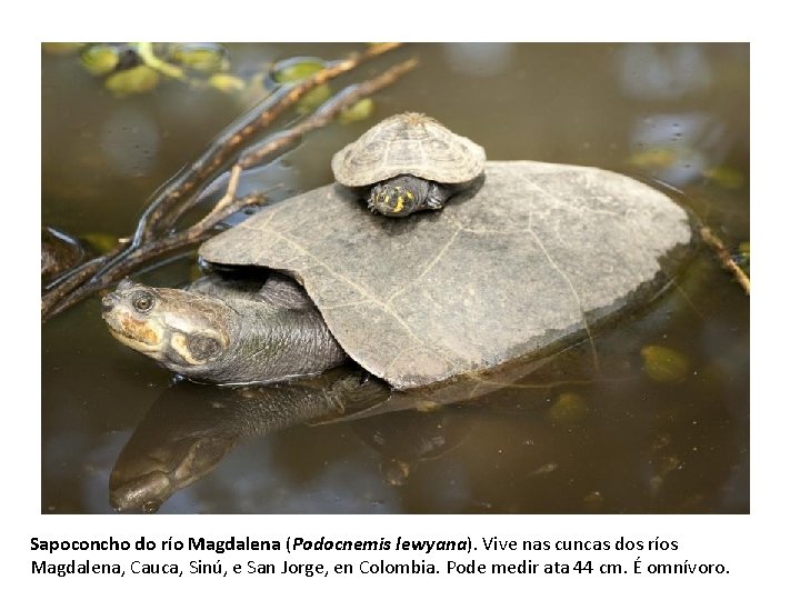 Sapoconcho do río Magdalena (Podocnemis lewyana). Vive nas cuncas dos ríos Magdalena, Cauca, Sinú,
