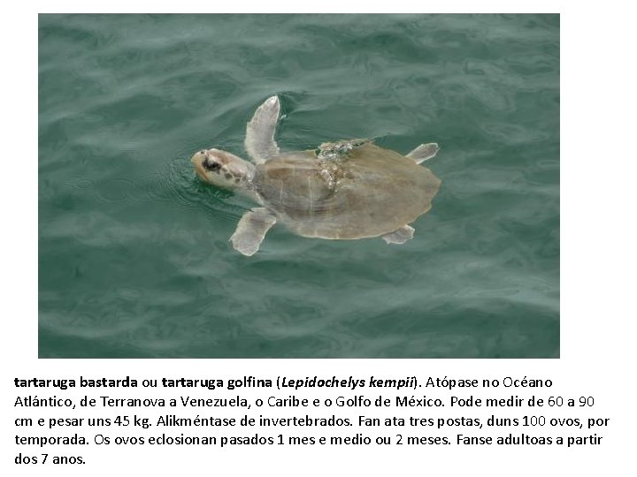 tartaruga bastarda ou tartaruga golfina (Lepidochelys kempii). Atópase no Océano Atlántico, de Terranova a