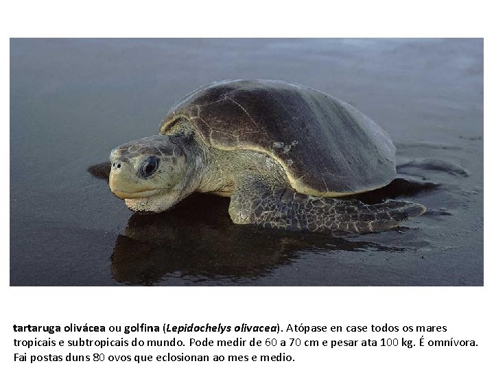 tartaruga olivácea ou golfina (Lepidochelys olivacea). Atópase en case todos os mares tropicais e
