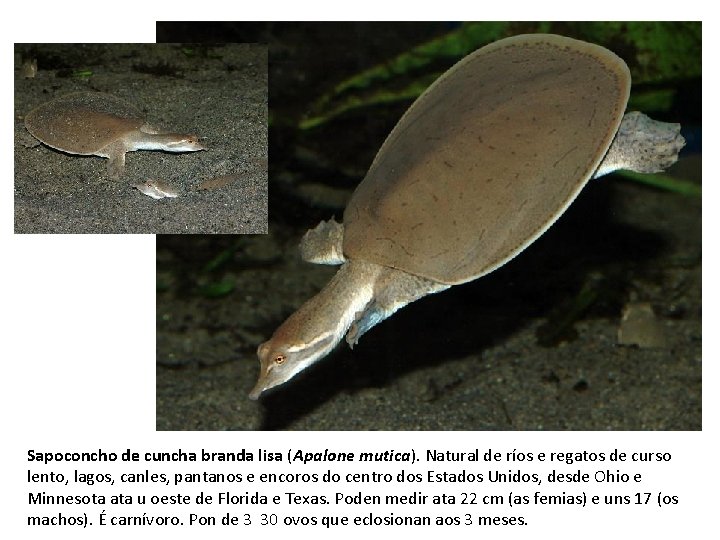 Sapoconcho de cuncha branda lisa (Apalone mutica). Natural de ríos e regatos de curso