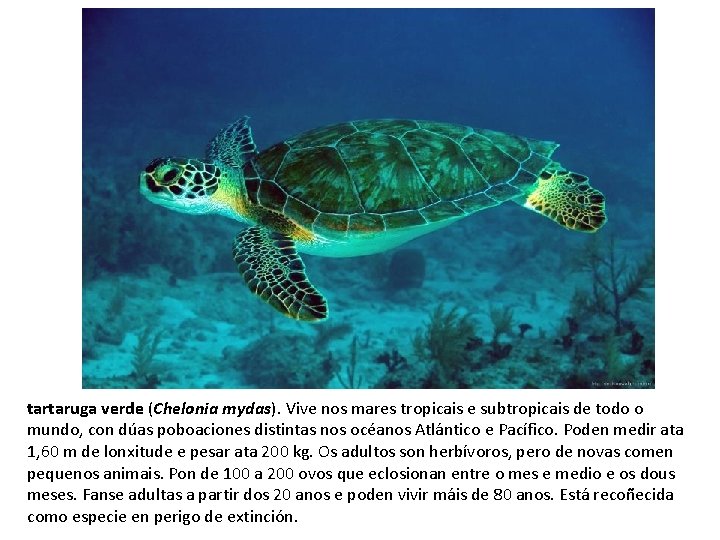 tartaruga verde (Chelonia mydas). Vive nos mares tropicais e subtropicais de todo o mundo,