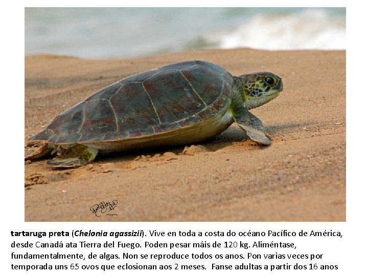 tartaruga preta (Chelonia agassizii). Vive en toda a costa do océano Pacífico de América,