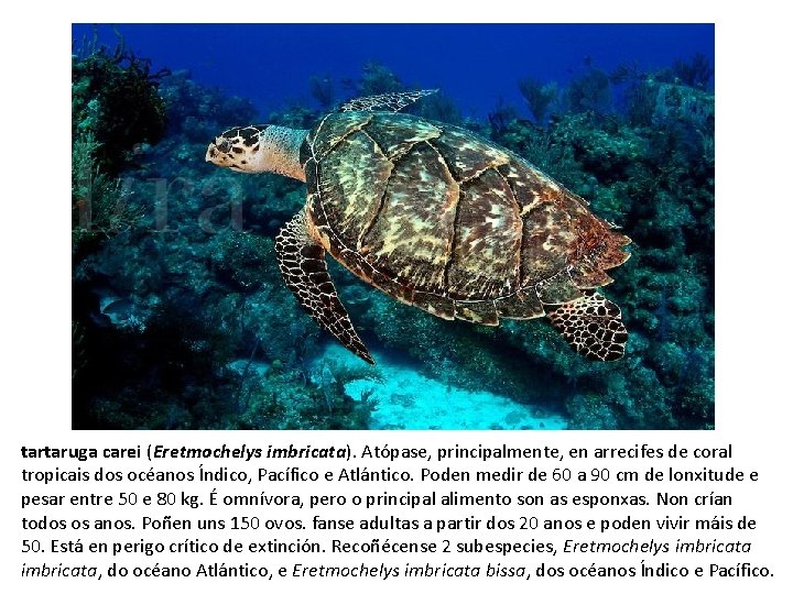 tartaruga carei (Eretmochelys imbricata). Atópase, principalmente, en arrecifes de coral tropicais dos océanos Índico,