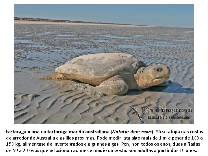 tartaruga plana ou tartaruga mariña australiana (Natator depressus). Só se atopa nas costas de