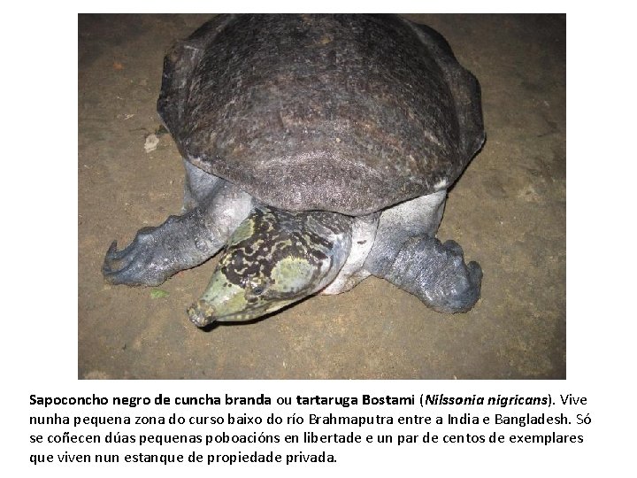 Sapoconcho negro de cuncha branda ou tartaruga Bostami (Nilssonia nigricans). Vive nunha pequena zona