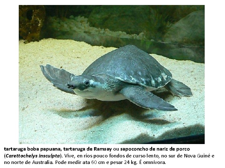 tartaruga boba papuana, tartaruga de Ramsay ou sapoconcho de nariz de porco (Carettochelys insculpta).