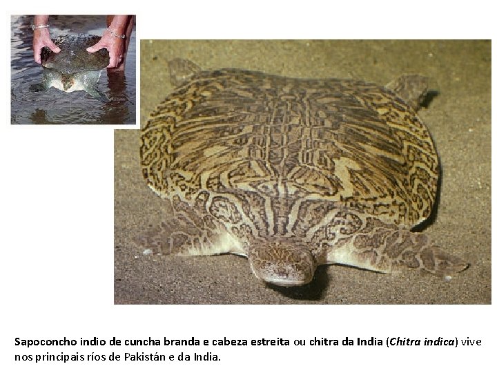 Sapoconcho indio de cuncha branda e cabeza estreita ou chitra da India (Chitra indica)