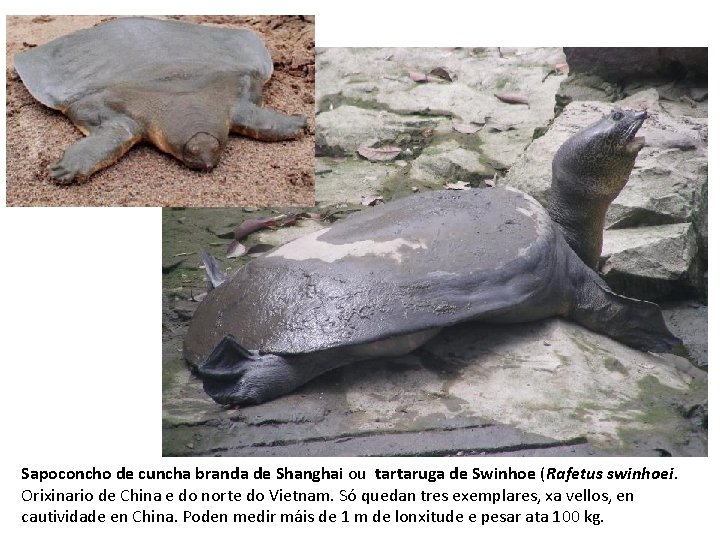 Sapoconcho de cuncha branda de Shanghai ou tartaruga de Swinhoe (Rafetus swinhoei. Orixinario de
