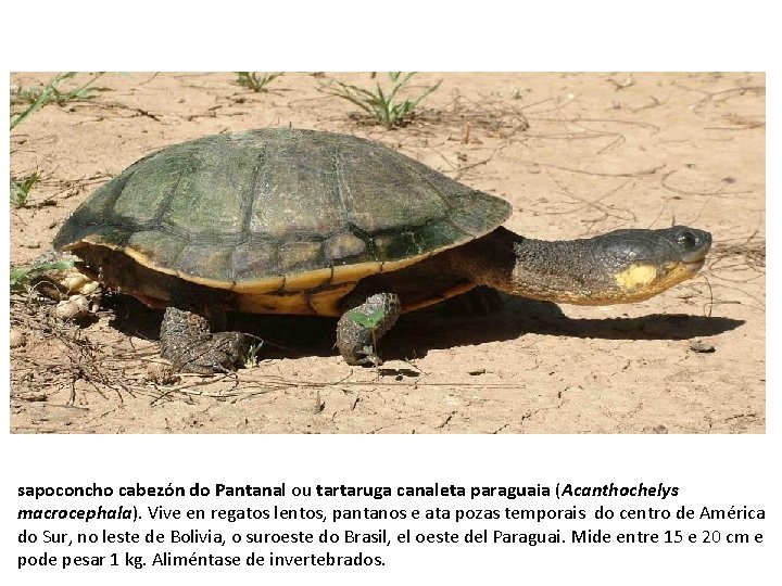 sapoconcho cabezón do Pantanal ou tartaruga canaleta paraguaia (Acanthochelys macrocephala). Vive en regatos lentos,