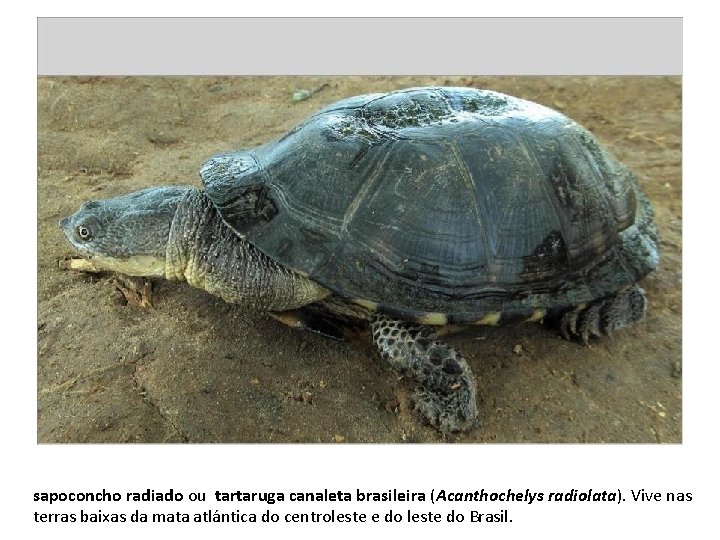 sapoconcho radiado ou tartaruga canaleta brasileira (Acanthochelys radiolata). Vive nas terras baixas da mata