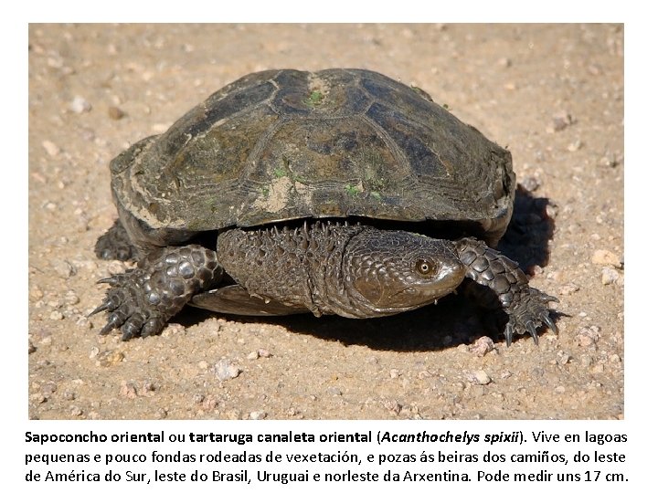 Sapoconcho oriental ou tartaruga canaleta oriental (Acanthochelys spixii). Vive en lagoas pequenas e pouco