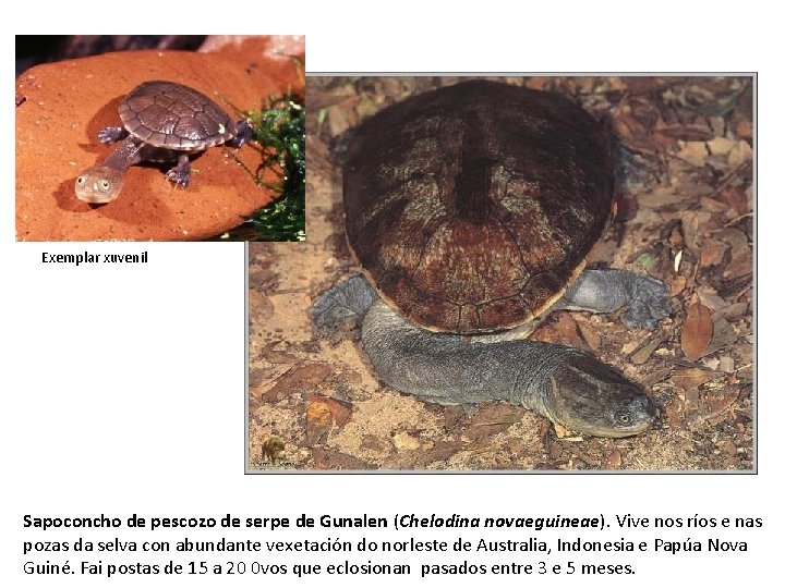 Exemplar xuvenil Sapoconcho de pescozo de serpe de Gunalen (Chelodina novaeguineae). Vive nos ríos