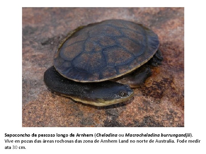 Sapoconcho de pescozo longo de Arnhem (Chelodina ou Macrochelodina burrungandjii). Vive en pozas das