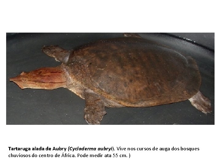 Tartaruga alada de Aubry (Cycloderma aubryi). Vive nos cursos de auga dos bosques chuviosos