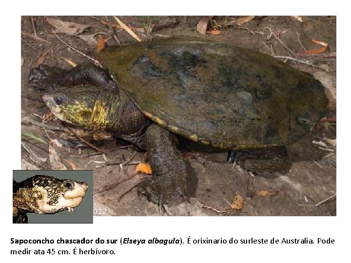 Sapoconcho chascador do sur (Elseya albagula). É orixinario do surleste de Australia. Pode medir