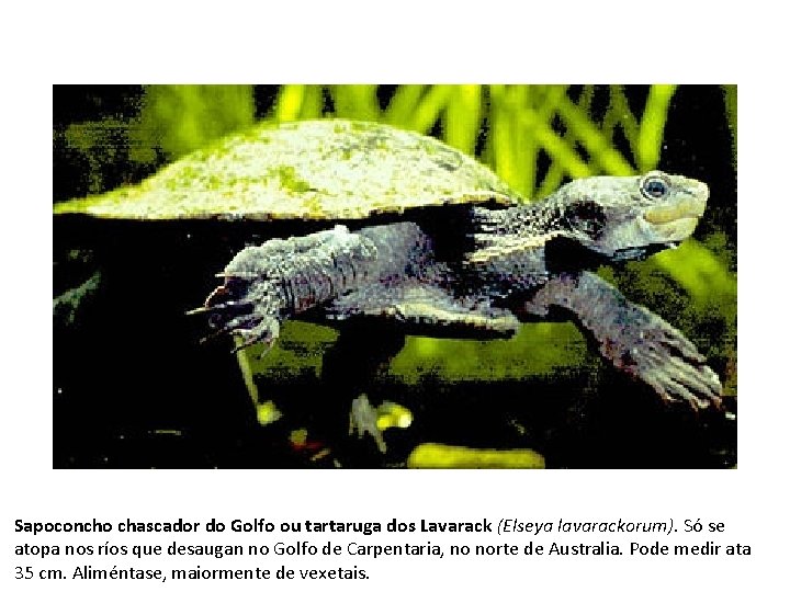 Sapoconcho chascador do Golfo ou tartaruga dos Lavarack (Elseya lavarackorum). Só se atopa nos