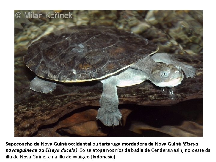 Sapoconcho de Nova Guiné occidental ou tartaruga mordedora de Nova Guiné (Elseya novaeguineae ou
