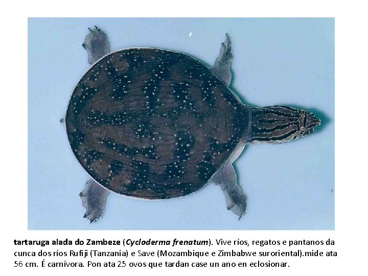 tartaruga alada do Zambeze (Cycloderma frenatum). Vive ríos, regatos e pantanos da cunca dos