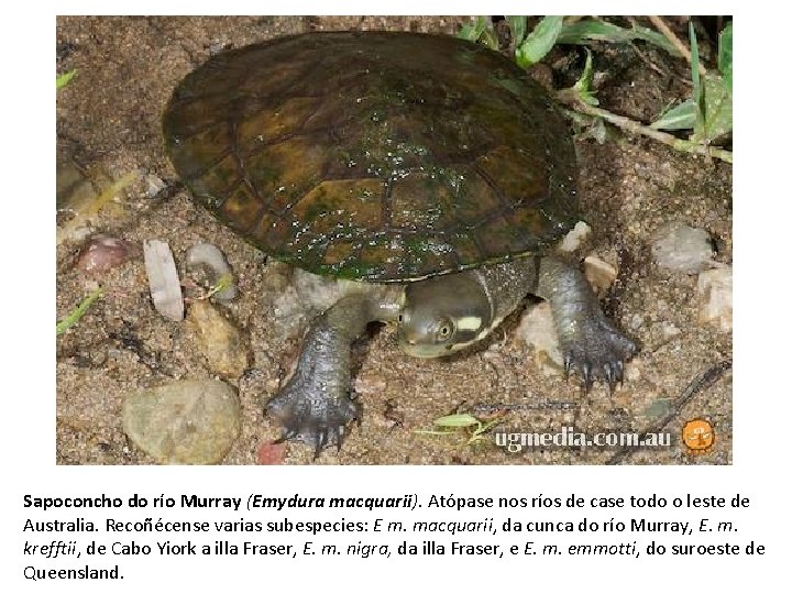 Sapoconcho do río Murray (Emydura macquarii). Atópase nos ríos de case todo o leste