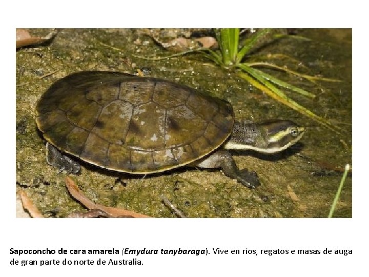 Sapoconcho de cara amarela (Emydura tanybaraga). Vive en ríos, regatos e masas de auga