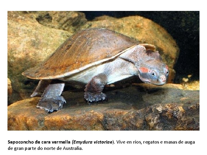 Sapoconcho de cara vermella (Emydura victoriae). Vive en ríos, regatos e masas de auga